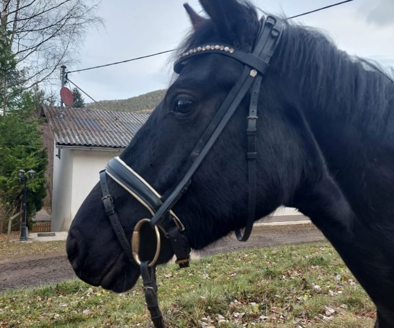 WhatsApp Image 2025-02-05 at 12.40.22